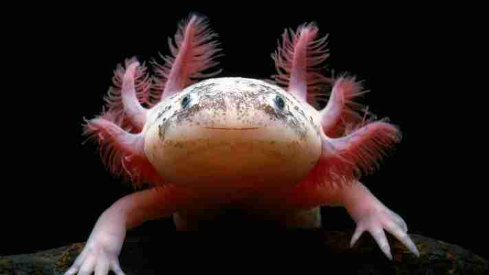 Mexico City’s ‘walking fish’