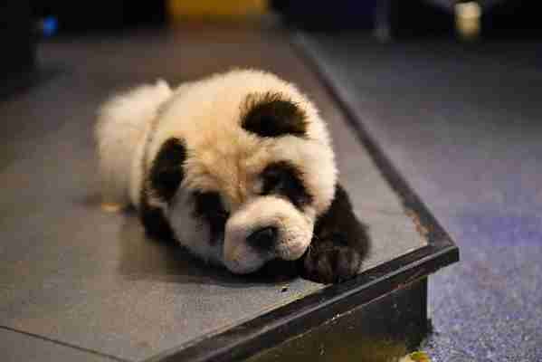 Travellers asked to avoid café where dogs are dyed to look like panda cubs