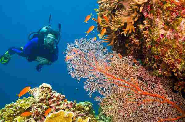 Dying coral could be revived by the sounds of healthy coral You might also like: How to have a sustainable visit to the Great Barrier Reef