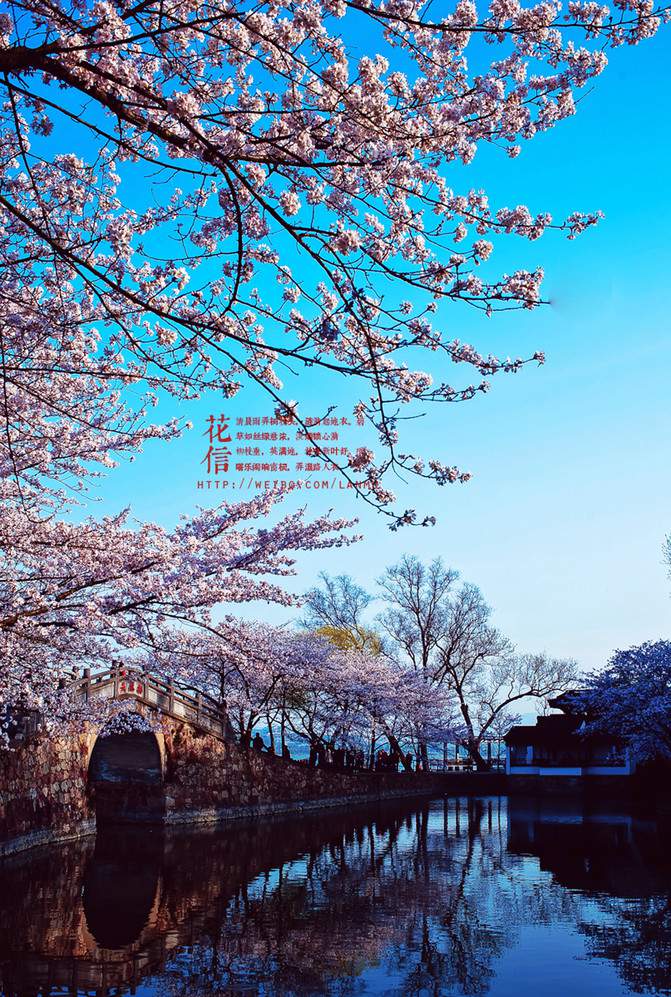Cherry blossom season. Cherry appreciation strategy of Yuantouzhu scenic spot in Taihu Lake