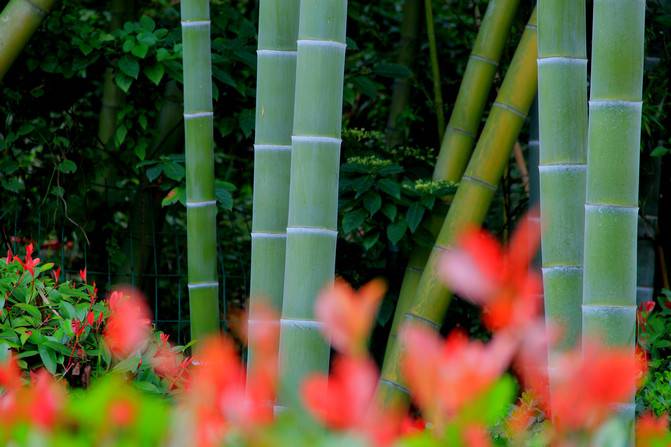 Su Laibao, a cute baby, walks into the bamboo sea with her baby.